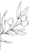 A drawing of an olive branch with three olives.