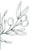 A drawing of an olive branch with three olives.